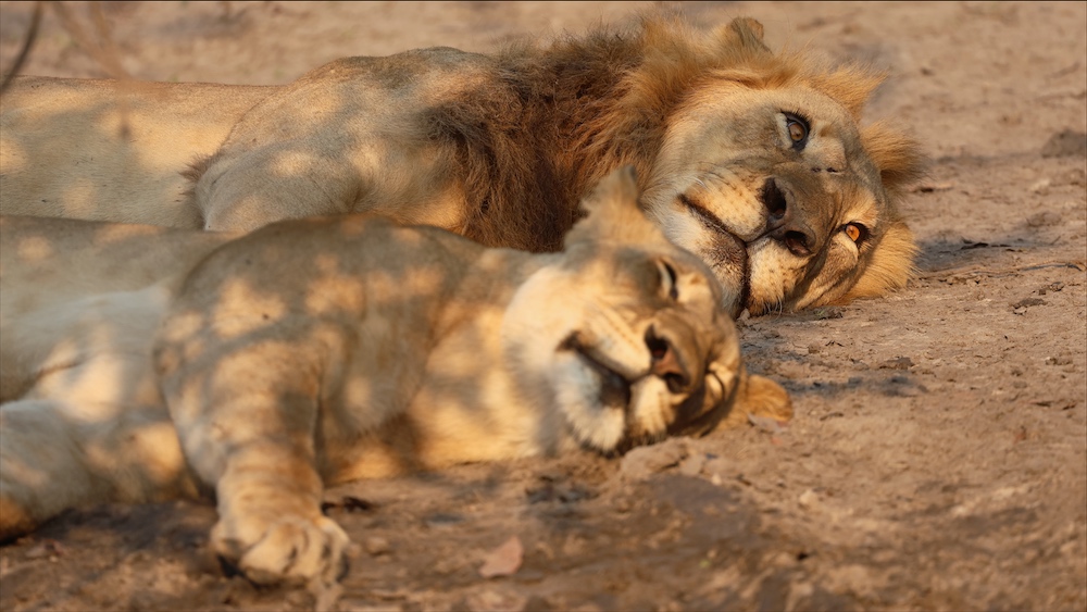 Lion and lioness laying together