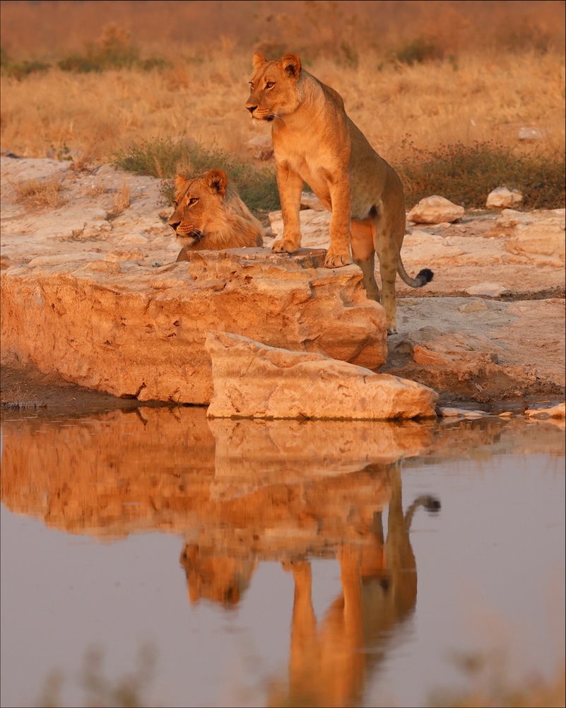 Lion and lioness reflected