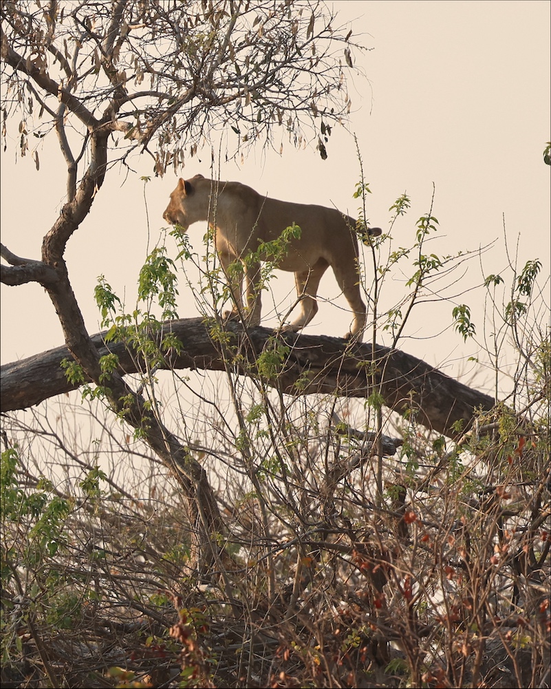 Lion that thinks she's a leopard