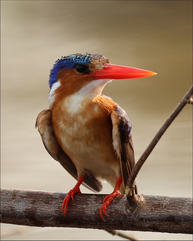 Malachite Kingfisher