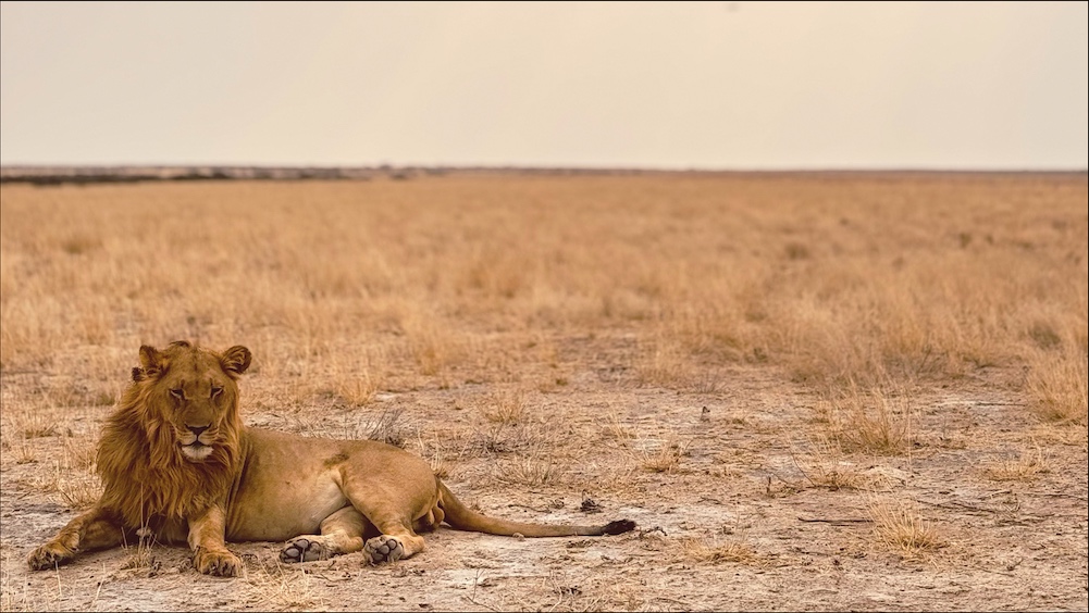 Male lion in Piper Pan