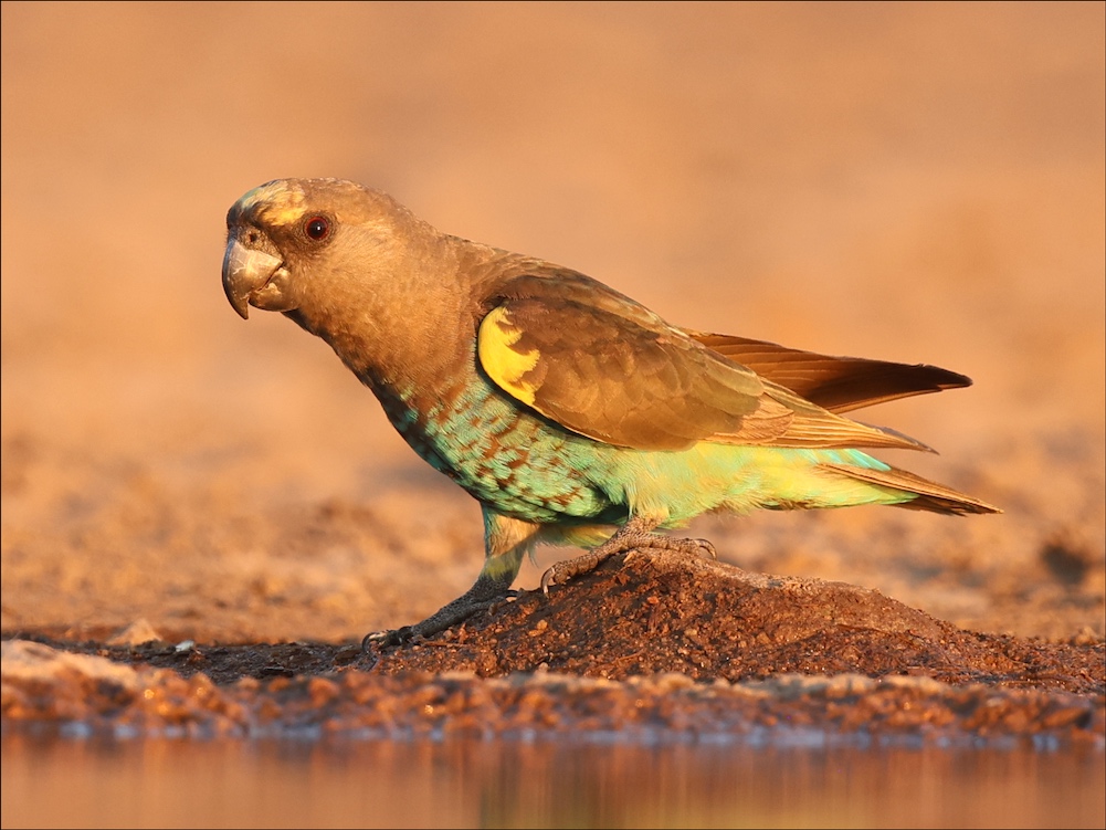 Meyer's Parrot