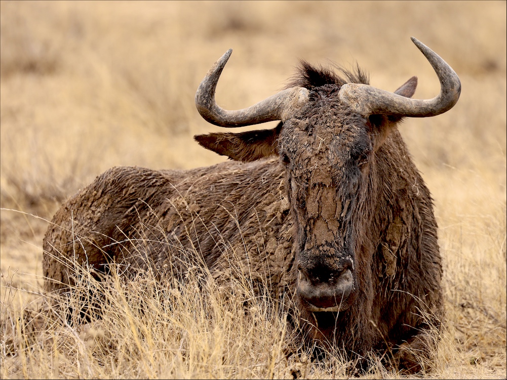Muddy Blue Wildebeest in CKGR