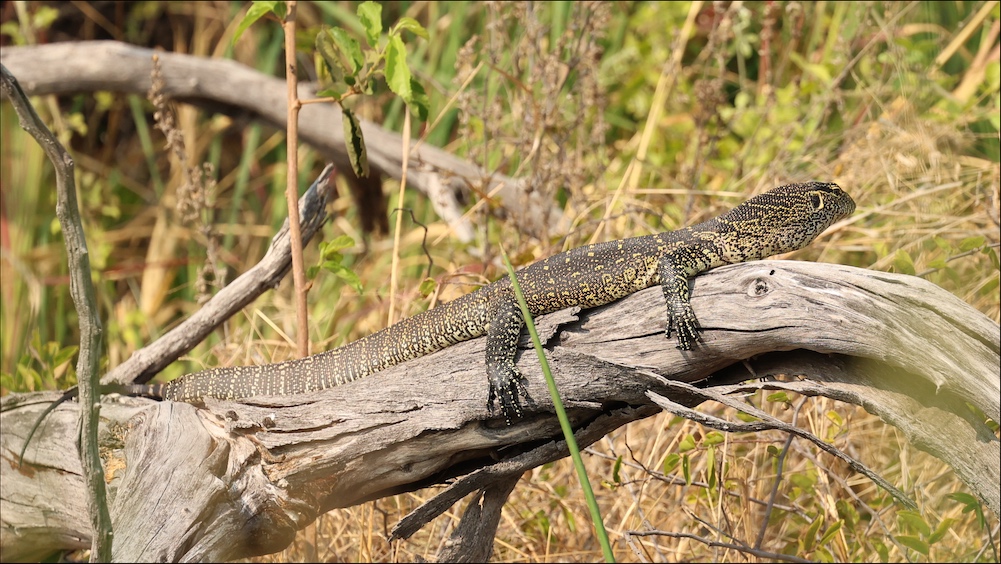Nile monitor