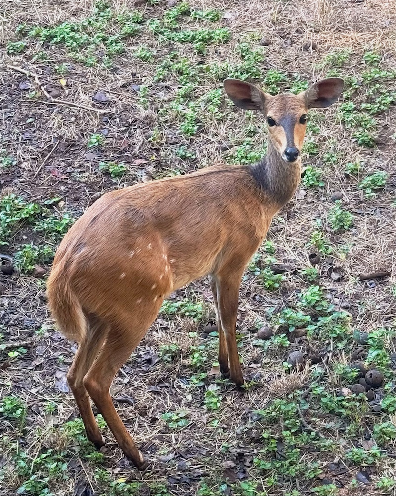 Northern Bushbuck female