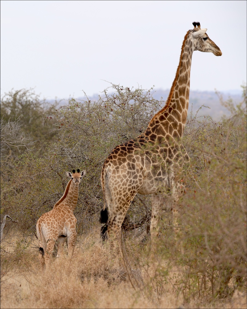 Northern Giraffe parent and child