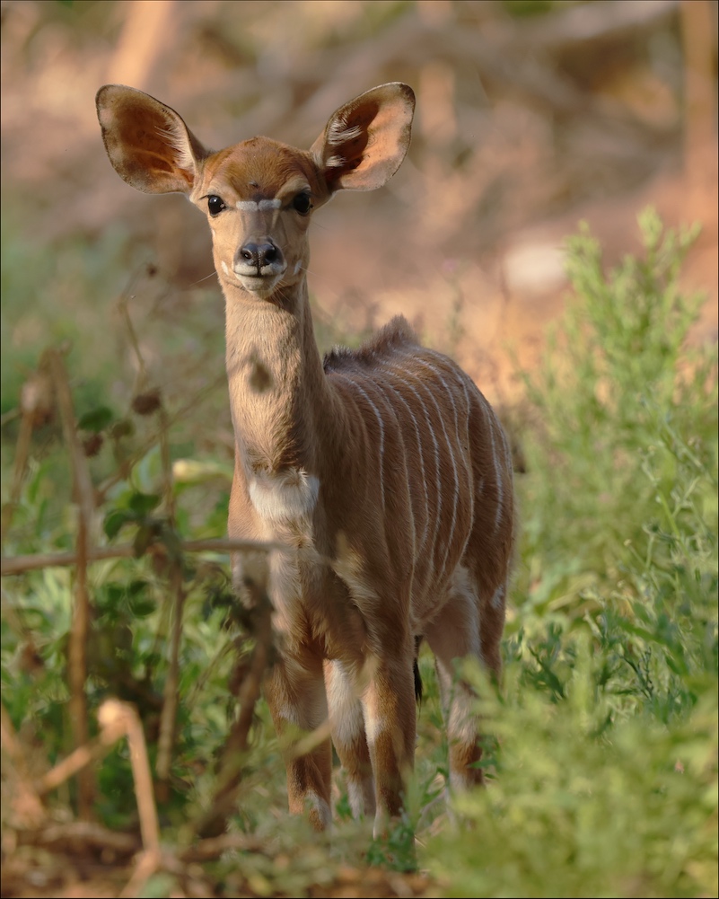 Nyala female