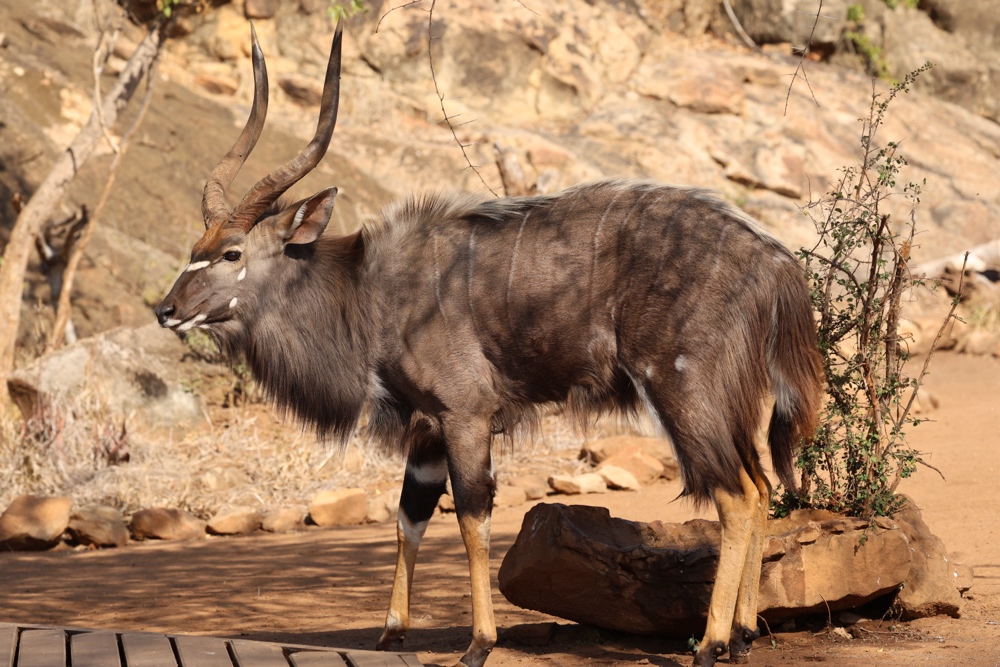 Nyala male at Baobob Hill House, Pafuri