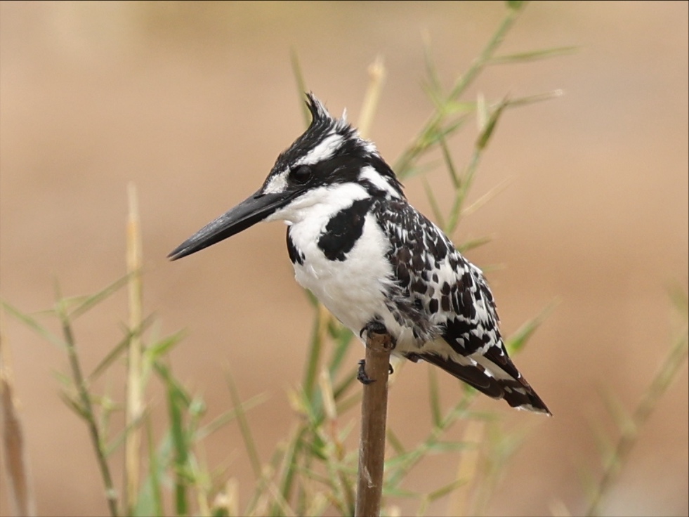 Pied Kingfisher