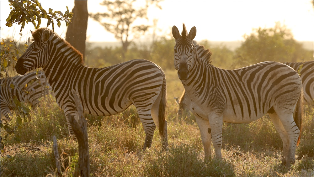 Plains Zebra