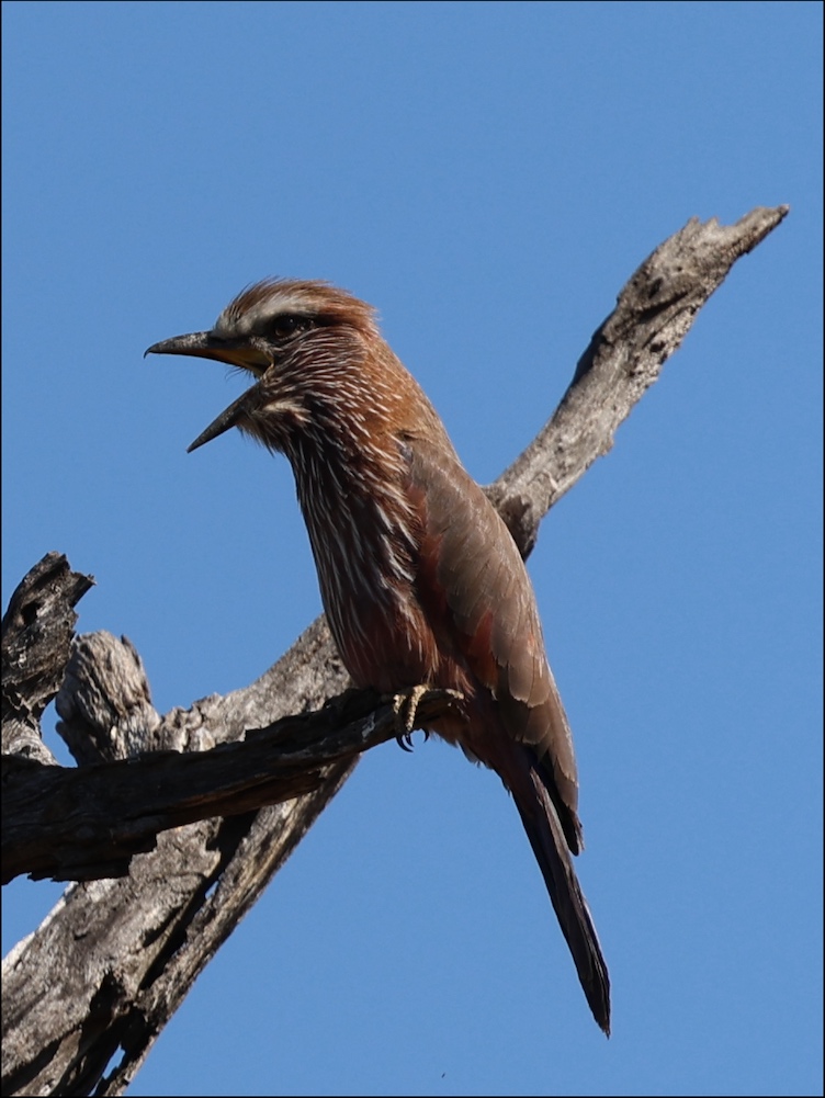 Purple Roller
