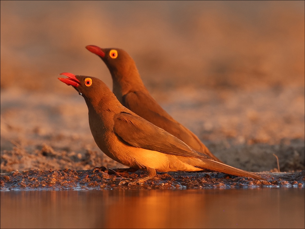 Red-billed Oxpecker