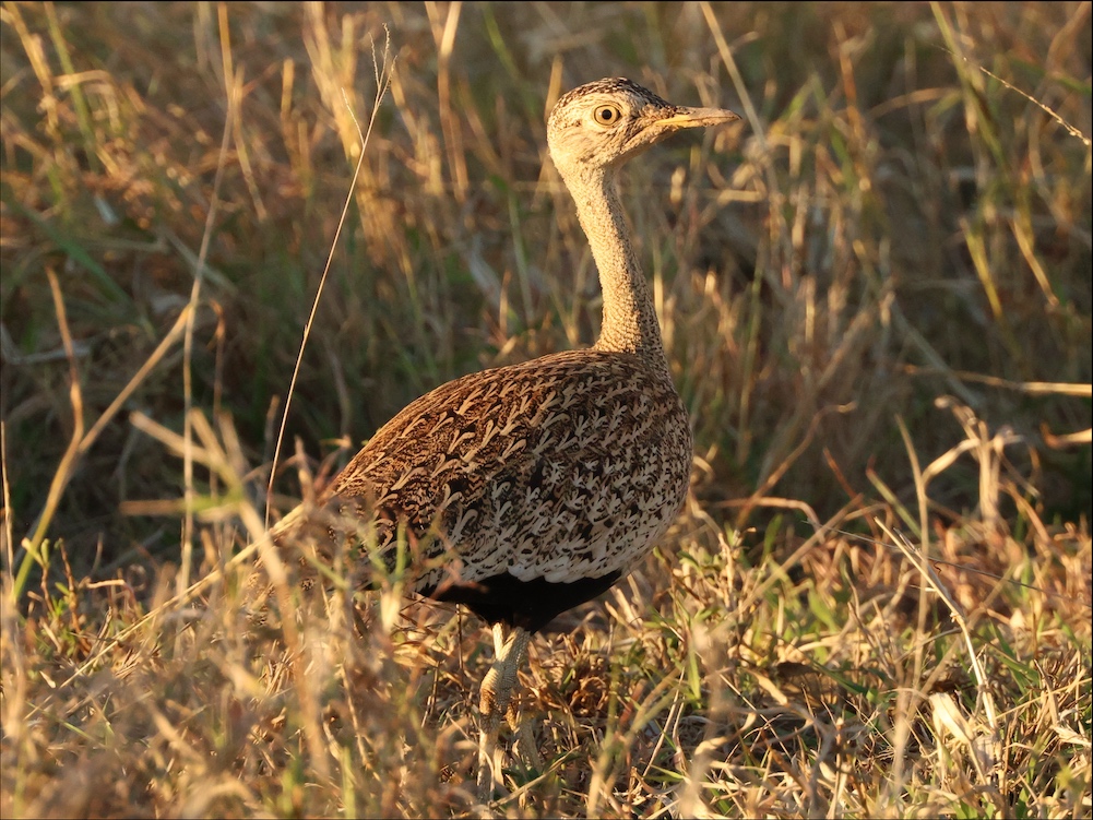 Red-crested Bustard