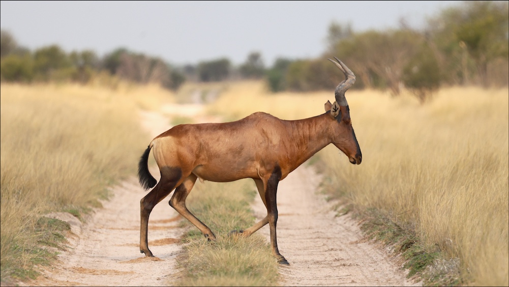 Red Hartebeest crossing road in CKGR