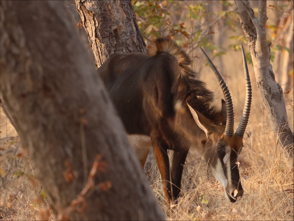Sable Antelope in Chobe