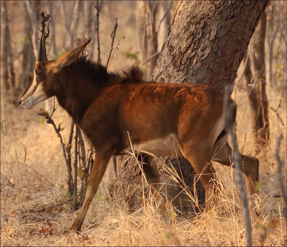 Sable Antelope juvenile