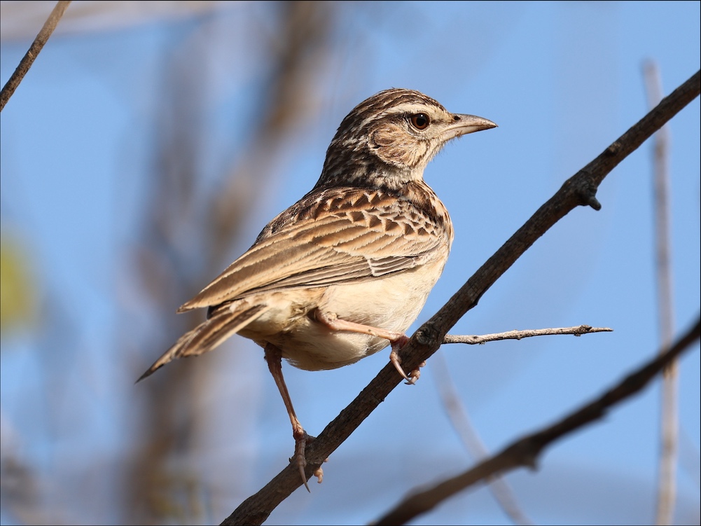 Sabota Lark