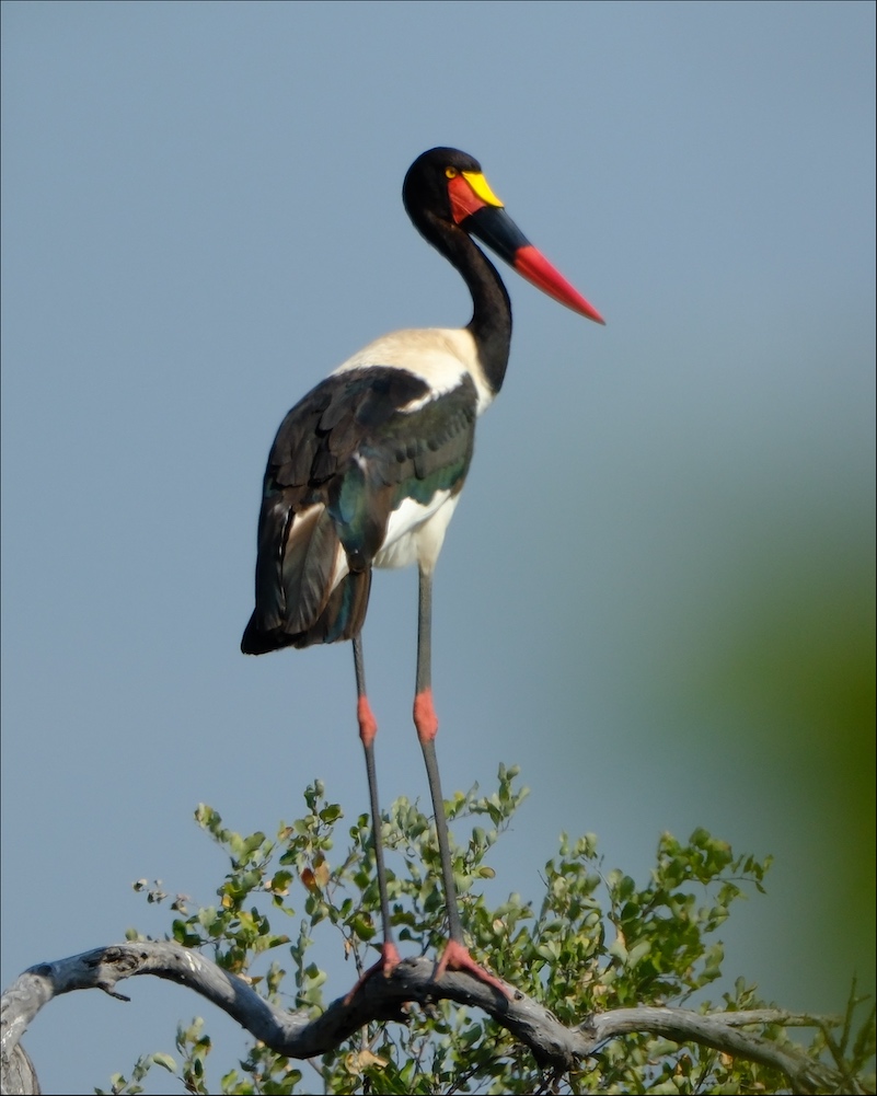 Saddle-billed Stork
