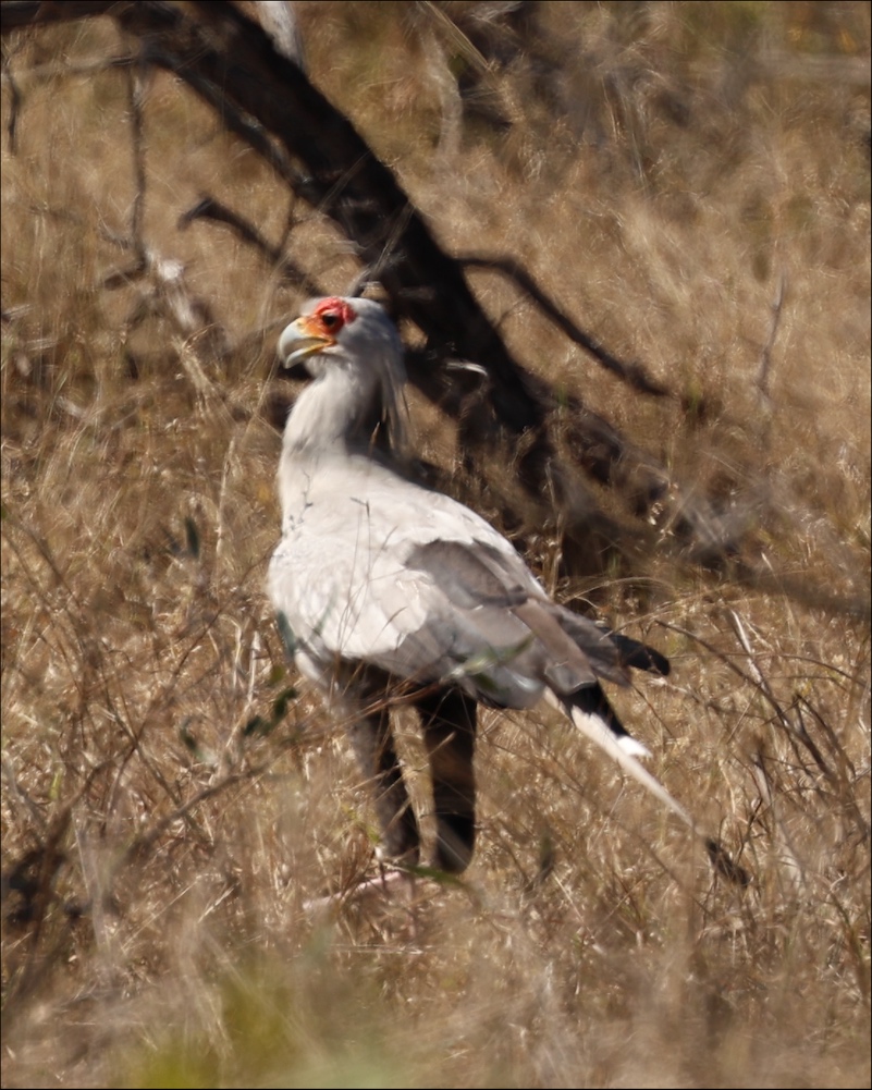 Secretarybird