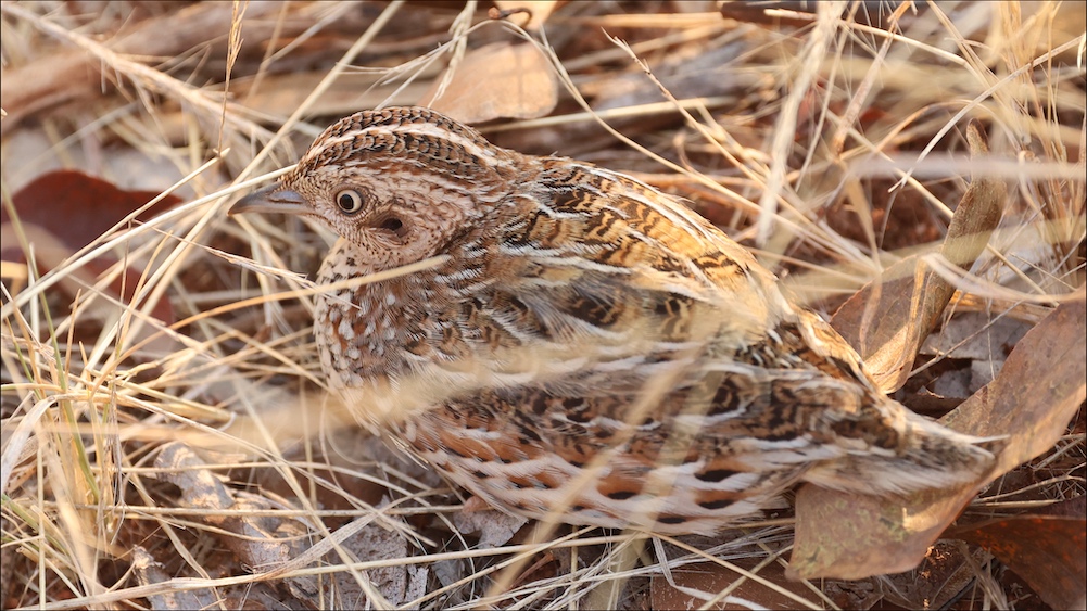 Small Buttonquail chick