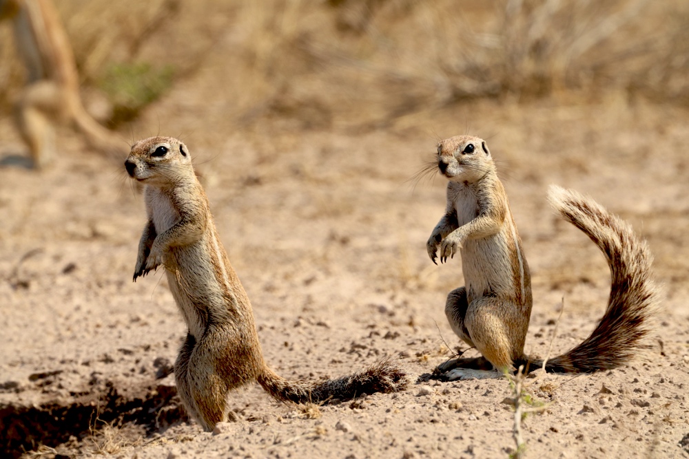 South African Ground Squirrel