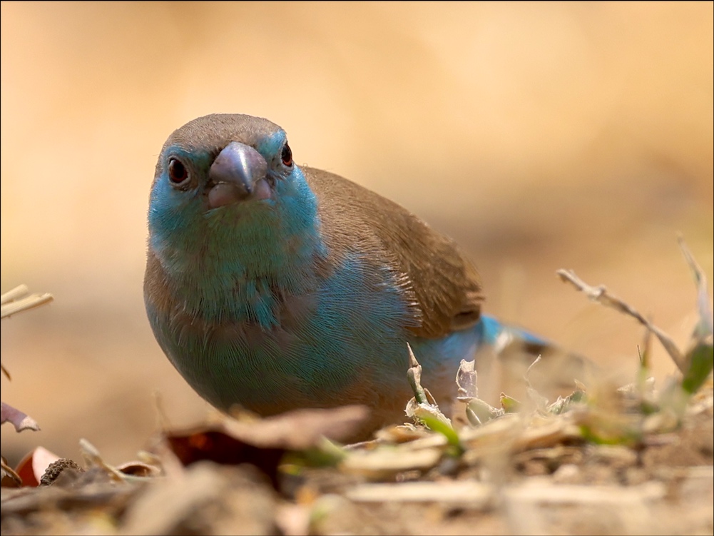 Southern Cordonbleu