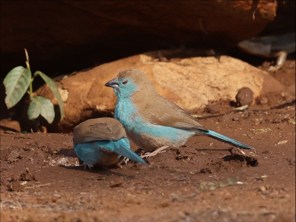 Southern Cordonbleu