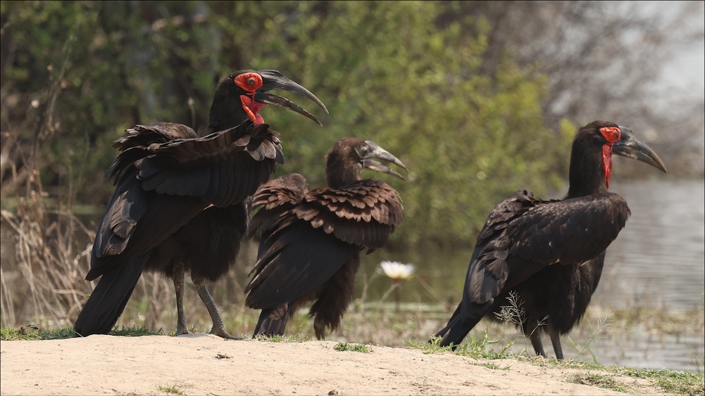 Southern Ground-Hornbill family