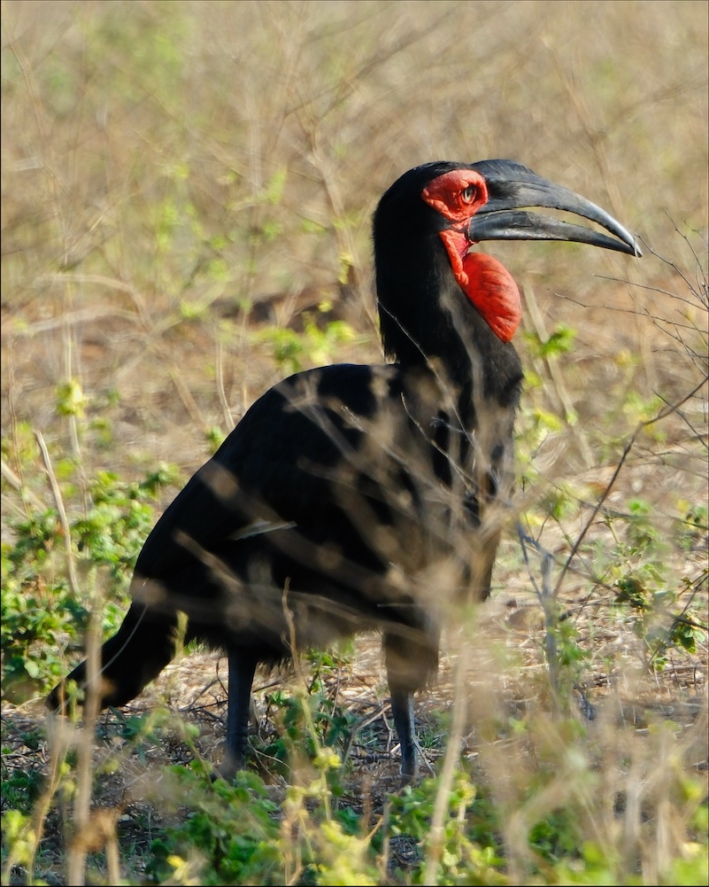 Southern Ground-Hornbill