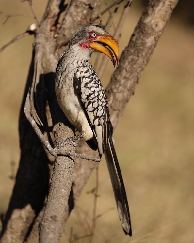 Southern Yellow-billed Hornbill