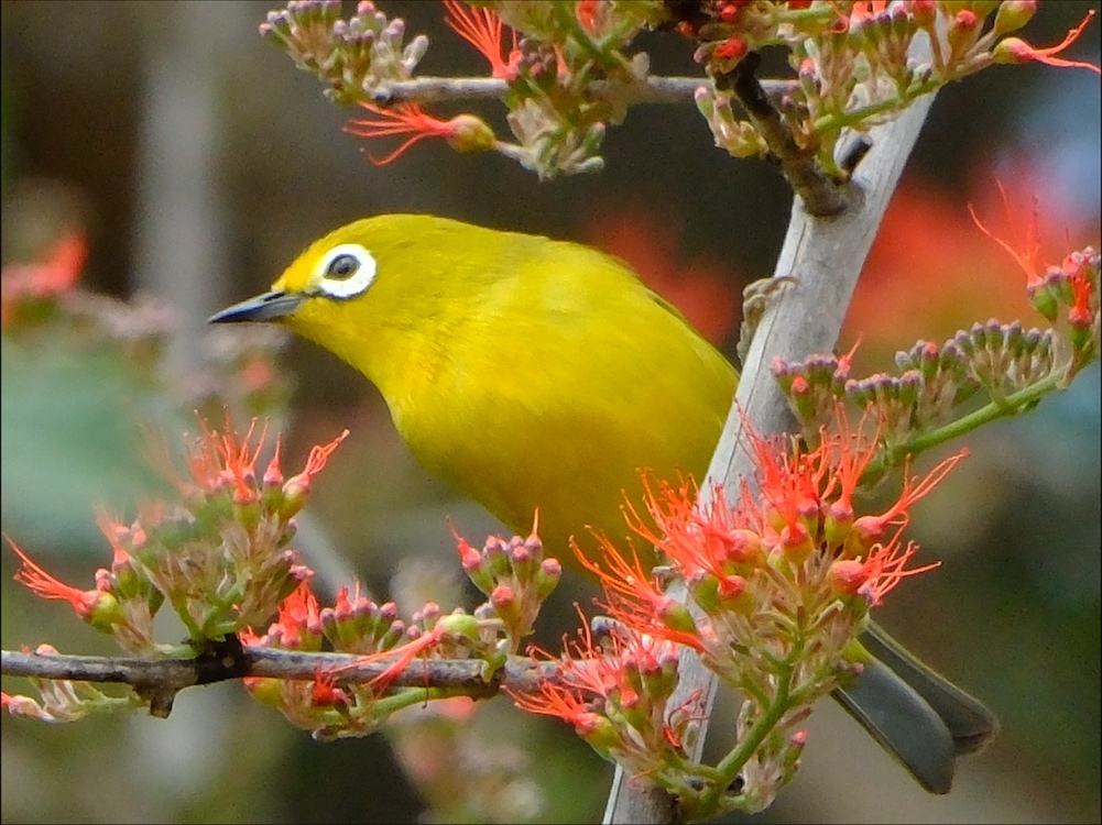 Southern Yellow White-eye