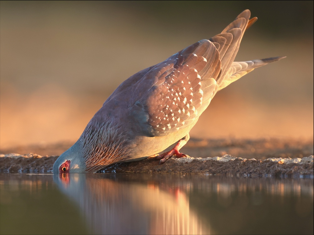 Speckled Pigeon drinking