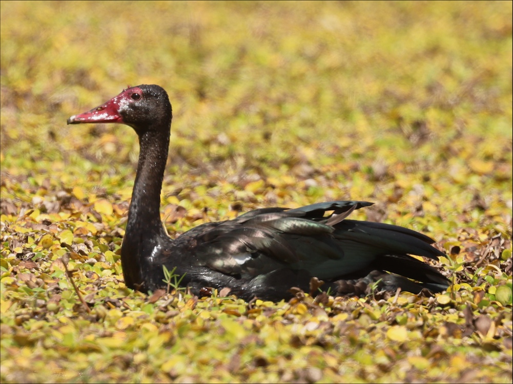 Spur-winged Goose