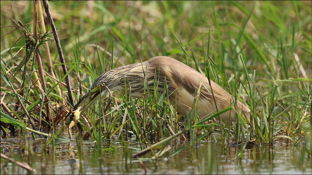 Squacco Heron eating frog