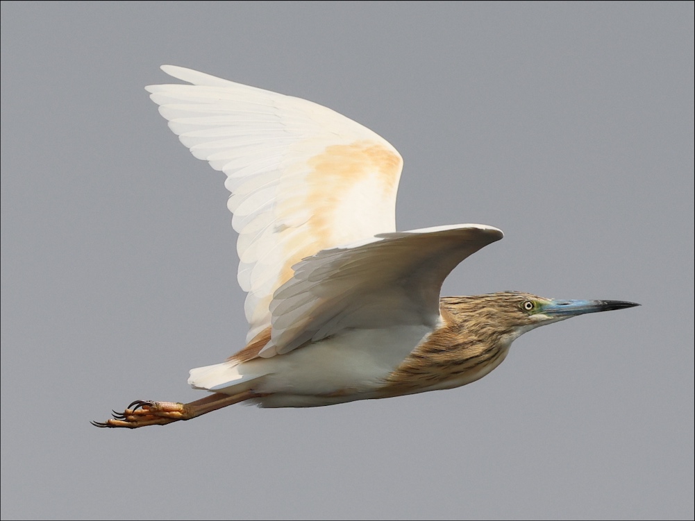 Squacco Heron in flight
