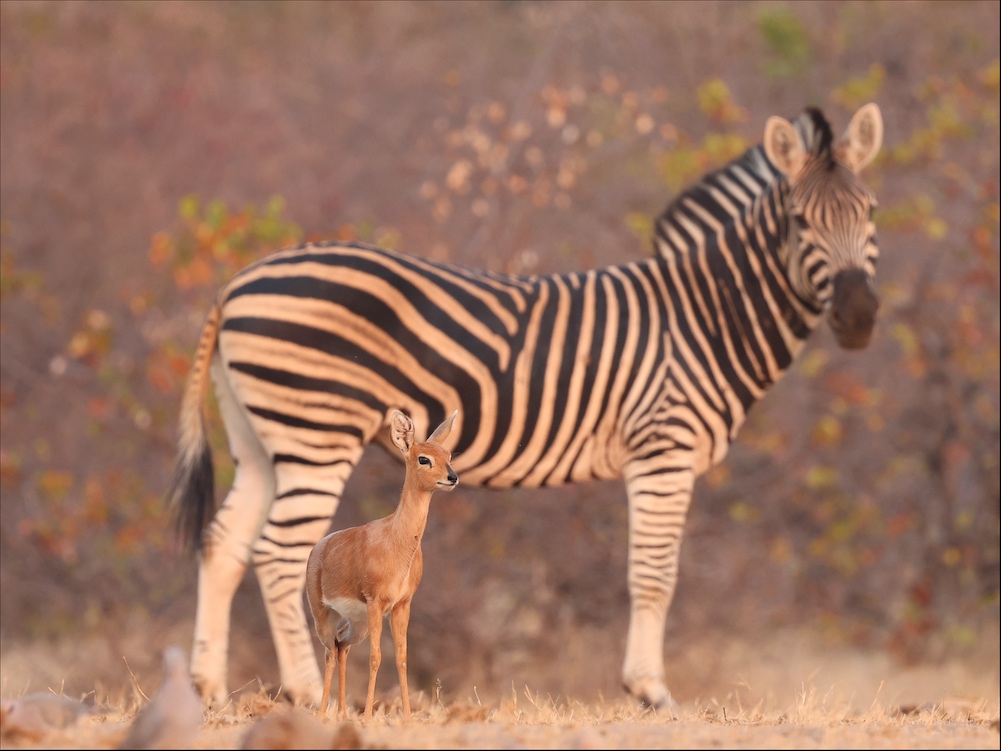 Steenbok with zebra in Tuli Block / Tswehe