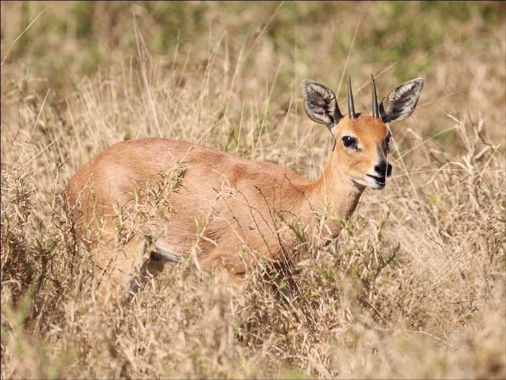 Steenbok