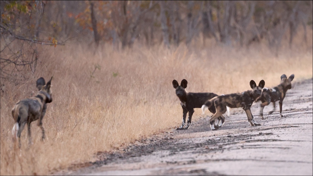Trinity and her three wild dog puppies