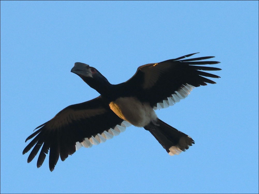 Trumpeter Hornbill