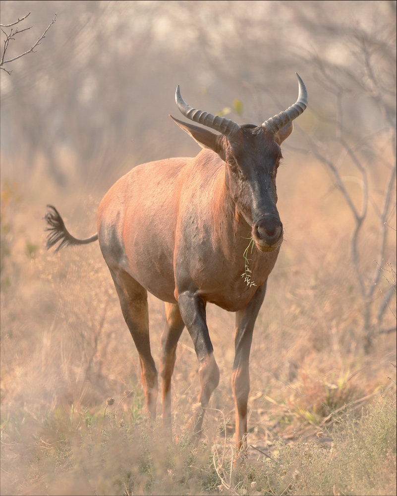 Tsessebe antelope