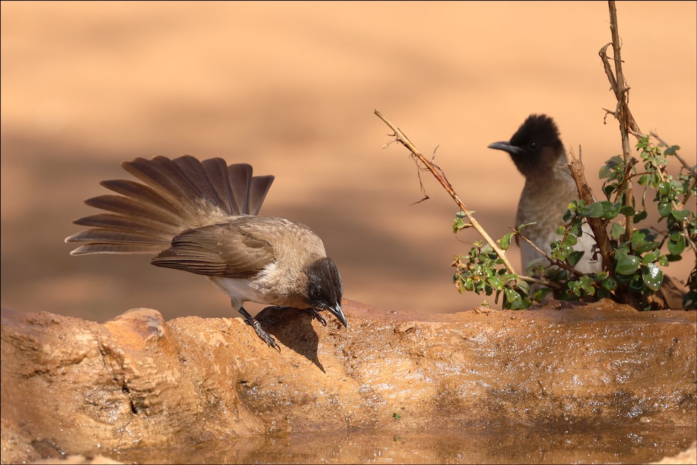 Two Dark-capped Bulbuls at bath