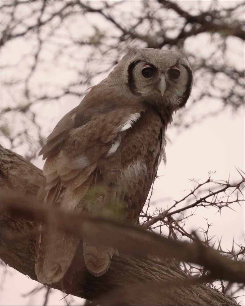 Verreaux's Eagle-Owl
