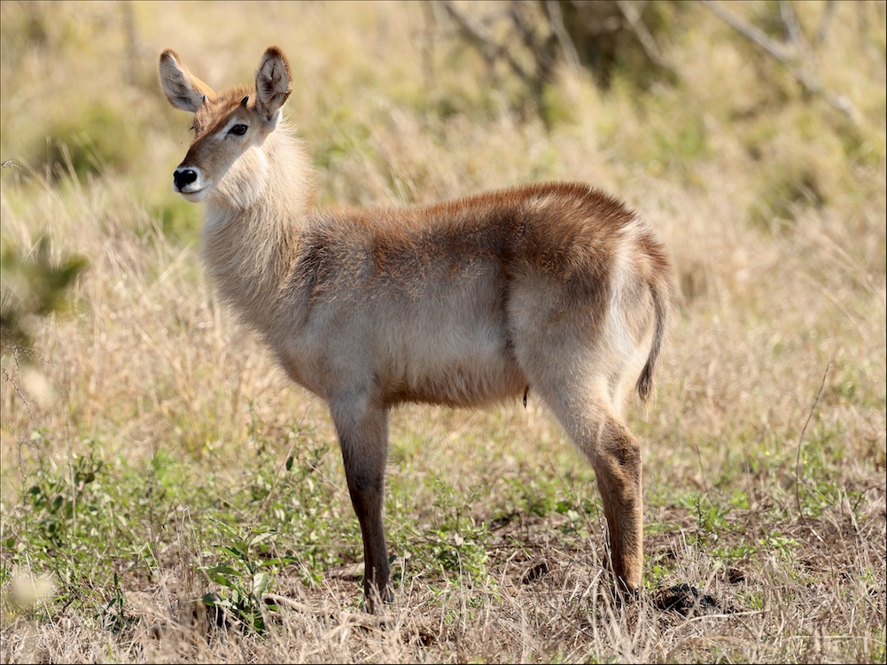 Waterbuck female in Kruger