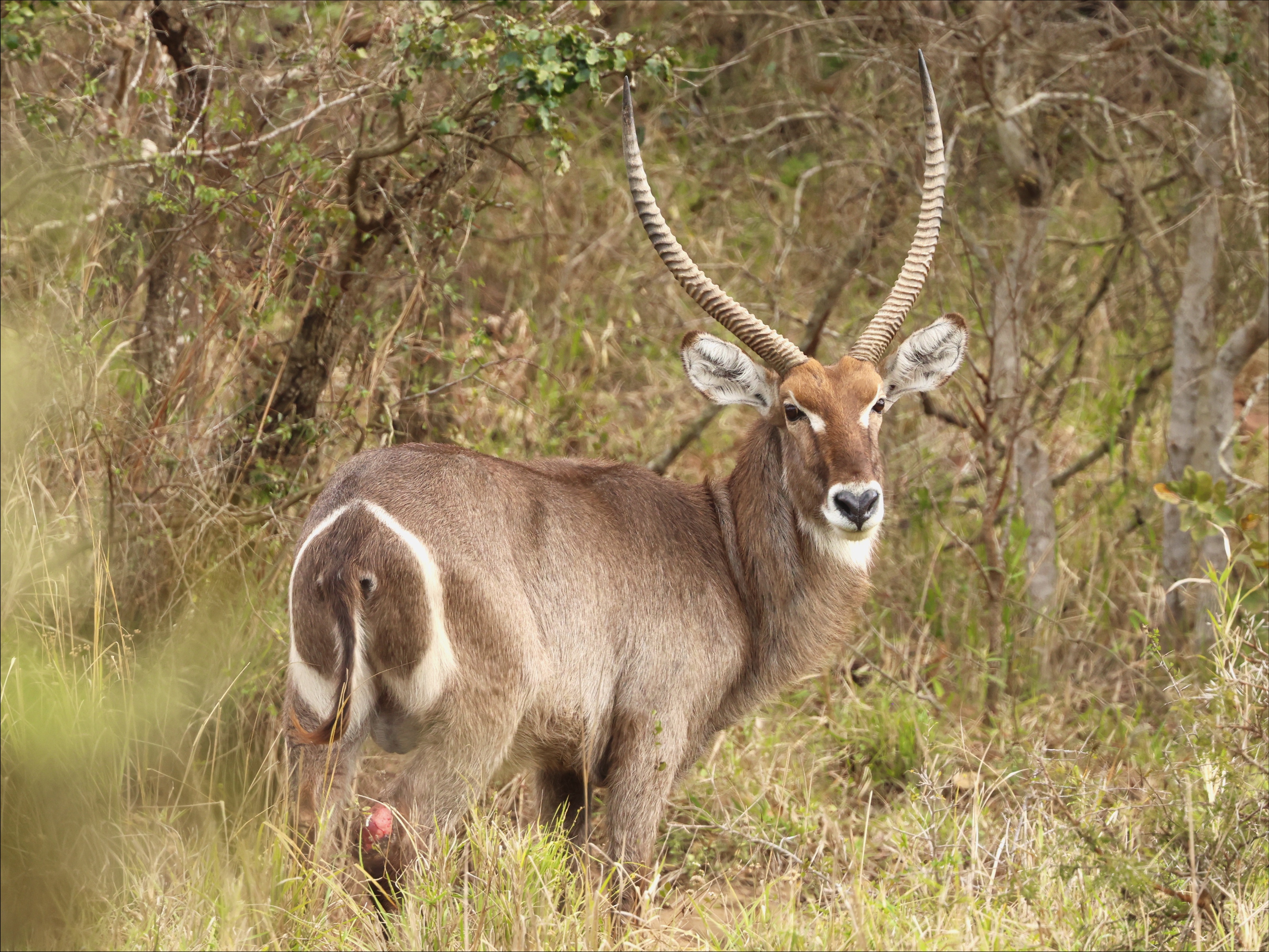 Waterbuck male in Kruger