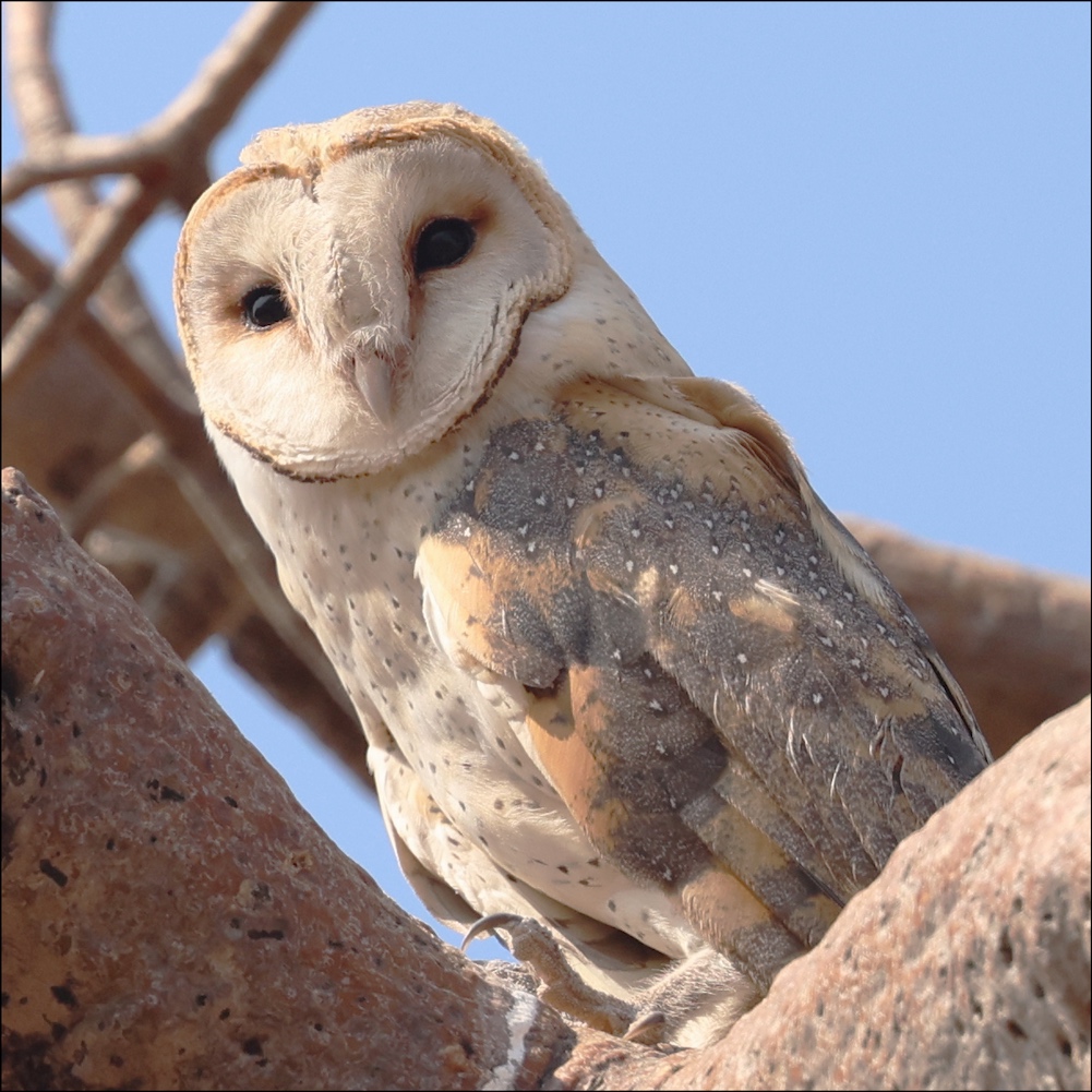 Western Barn Owl
