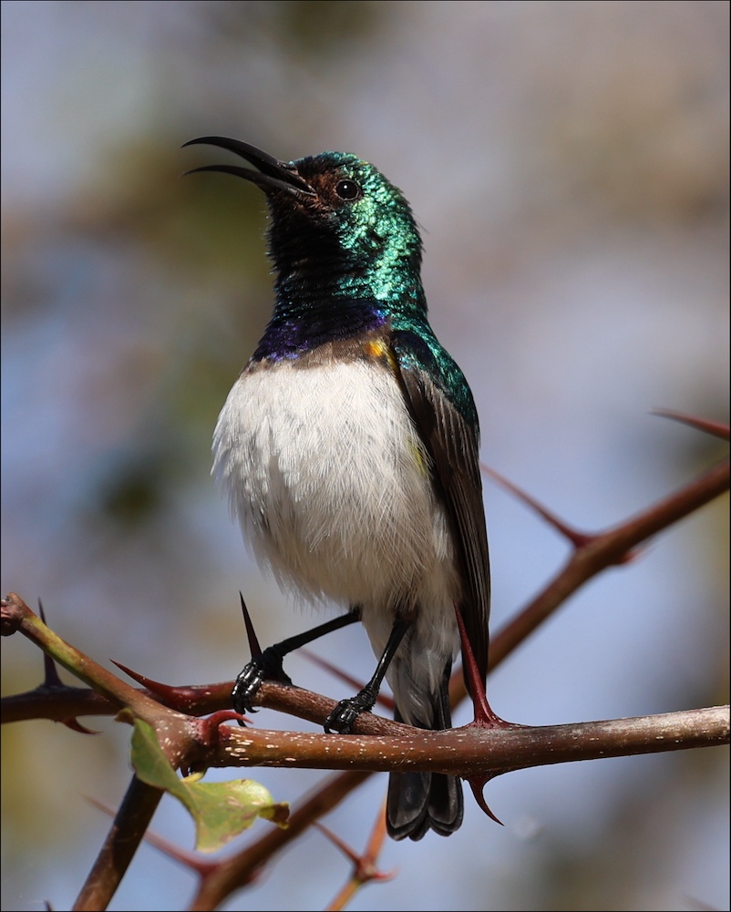 White-bellied Sunbird