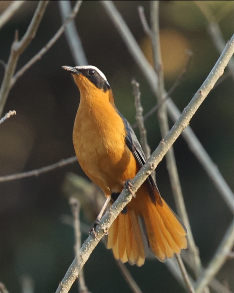 White-browed Robin-Chat