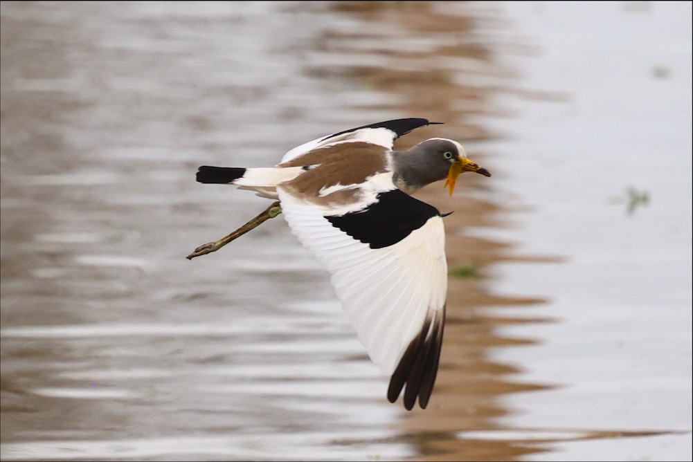 White-crowned Lapwing