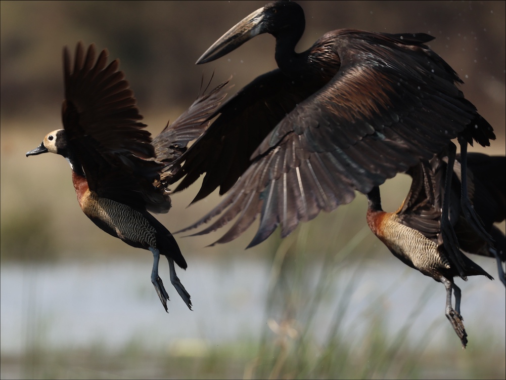 White-faced Whistling-Duck and Openbill take flight