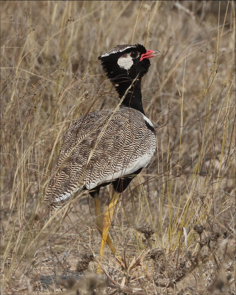 White-quilled Bustard